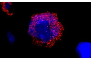 Immunofluorescence (IF) image for anti-Breakpoint Cluster Region (BCR) (AA 50-100) antibody (ABIN7448323)