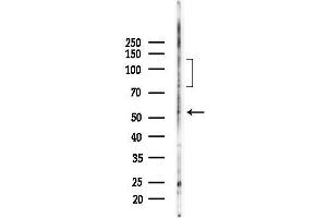 Western blot analysis of lysates from Mouse testis, using SHPS1 Antibody at 1/1000 dilution.