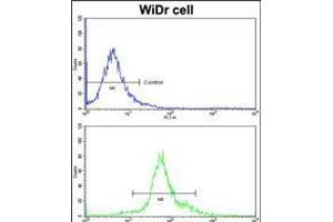 Flow cytometric analysis of widr cells using HOXB5 Antibody (bottom histogram) compared to a negative control cell (top histogram)FITC-conjugated goat-anti-rabbit secondary antibodies were used for the analysis. (HOXB5 anticorps  (C-Term))