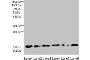 Western blot All lanes: C5orf24 antibody at 0. (C5orf24 anticorps  (AA 7-188))