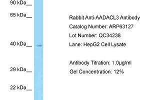 Western Blotting (WB) image for anti-Arylacetamide Deacetylase-Like 3 (AADACL3) (N-Term) antibody (ABIN2789383) (AADACL3 anticorps  (N-Term))
