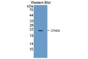 Detection of Recombinant CYPB, Mouse using Polyclonal Antibody to Cyclophilin B (CYPB) (PPIB anticorps  (AA 34-216))