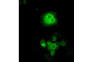 Image no. 6 for anti-P450 (Cytochrome) Oxidoreductase (POR) antibody (ABIN1497744) (POR anticorps)