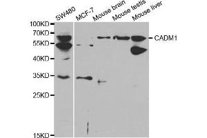 Western blot analysis of extracts of various cell lines, using CADM1 antibody. (CADM1 anticorps  (AA 45-344))