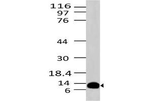 Image no. 1 for anti-S100 Calcium Binding Protein A8 (S100A8) antibody (ABIN5027784) (S100A8 anticorps)