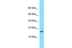 Host: Rabbit  Target Name: Rps27l  Sample Tissue: Rat Lung lysates  Antibody Dilution: 1. (RPS27L anticorps  (Middle Region))