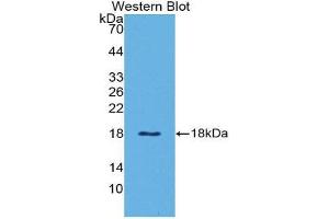 Western Blotting (WB) image for anti-Leptin (LEP) (AA 29-160) antibody (ABIN1862847) (Leptin anticorps  (AA 29-160))