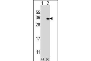 Western blot analysis of GEH1 (arrow) using rabbit polyclonal GEH1 Antibody  (ABIN390121 and ABIN2840628).