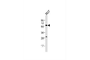 Anti-Cytochrome  3A7 Antibody at 1:2000 dilution + 293T whole cell lysates Lysates/proteins at 20 μg per lane.