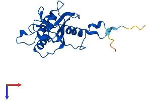 DCMP Deaminase (DCTD) (AA 1-178) protein (His tag)
