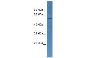 Western Blot showing CYP2J2 antibody used at a concentration of 1-2 ug/ml to detect its target protein.