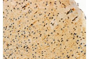 ABIN6263816 and ABIN6276336 at 1/100 staining Mouse brain tissue by IHC-P. (Olfactomedin 1 anticorps  (Internal Region))