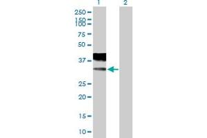 Western Blot analysis of CACNG2 expression in transfected 293T cell line by CACNG2 MaxPab polyclonal antibody.