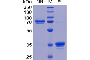 Human TweakR Protein, mFc Tag on SDS-PAGE under non-reducing (NR) and reducing (R) conditions.
