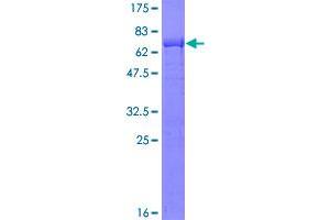 Image no. 1 for GINS Complex Subunit 1 (Psf1 Homolog) (GINS1) (AA 1-196) protein (GST tag) (ABIN1355107)