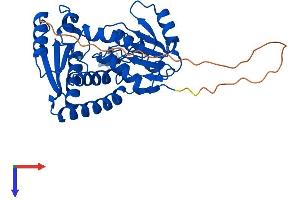AlphaFold protein structure predicition of Human Recombinant MTHFD2L Protein, UniprotID Q9H903