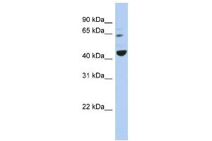 WB Suggested Anti-TFE3 Antibody Titration:  0. (TFE3 anticorps  (Middle Region))