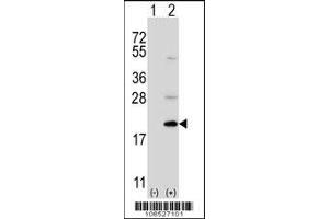 Western blot analysis of Ufc1 using rabbit polyclonal Ufc1 Antibody using 293 cell lysates (2 ug/lane) either nontransfected (Lane 1) or transiently transfected (Lane 2) with the Ufc1 gene.
