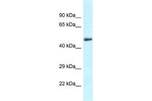 WB Suggested Anti-Slc1a4 Antibody   Titration: 1. (SLC1A4 anticorps  (C-Term))