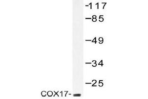 Western blot (WB) analysis of COX17 antibody in extracts from HeLa cells. (COX17 anticorps)
