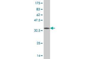 Western Blot detection against Immunogen (37.