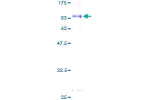 Image no. 1 for Leukocyte Immunoglobulin-Like Receptor, Subfamily B (With TM and ITIM Domains), Member 4 (LILRB4) (AA 1-448) protein (GST tag) (ABIN1309420)