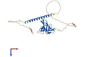 AlphaFold protein structure predicition of Mouse Recombinant Tnfsf13b Protein, UniprotID Q9WU72