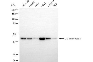 Western blotting analysis using LIM homeobox 3 antibody (ABIN7799268). (Recombinant LHX3 anticorps)