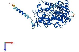 AlphaFold protein structure predicition of Mouse Recombinant Cyp1a1 Protein, UniprotID P00184