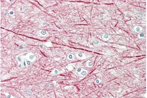 ABIN571056 (5µg/ml) staining of paraffin embedded Human Cortex.