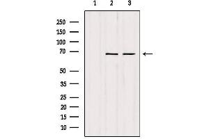 Western blot analysis of extracts from various samples, using SENP2 Antibody. (SENP2 anticorps)