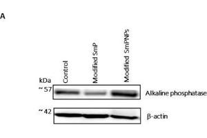 Immunoblot analysis of duodenum intestine alkaline phosphatase expression (IAP) of mice fed with modified SmP and SmPNPs supplemented diet and the control. (Intestinal Alkaline Phosphatase anticorps)