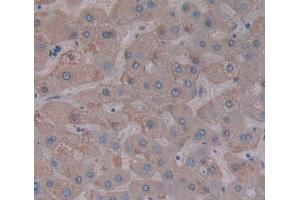 Used in DAB staining on fromalin fixed paraffin- embedded liver tissue (PPFIA1 anticorps  (AA 1-250))