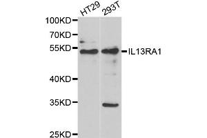 Western blot analysis of extracts of various cell lines, using IL13RA1 antibody. (IL13 Receptor alpha 1 anticorps)