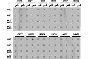 Dot-blot analysis of all sorts of methylation peptides using H3K36me1 antibody. (Histone anticorps)