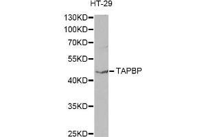 Western blot analysis of extracts of HT-29 cells, using TAPBP antibody. (TAPBP anticorps)