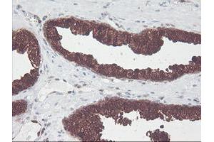 Image no. 3 for anti-CNDP Dipeptidase 2 (Metallopeptidase M20 Family) (CNDP2) antibody (ABIN1497548) (CNDP2 anticorps)