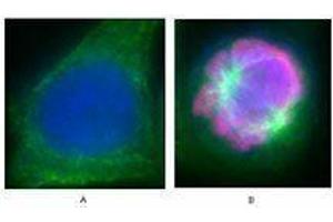 Immunofluorescence (IF) image for anti-Histone H3 (H3) (pSer28) antibody (ABIN2666077) (Histone 3 anticorps  (pSer28))