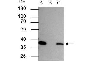 IP Image SEC13L1 antibody immunoprecipitates SEC13L1 protein in IP experiments. (SEC13 anticorps  (Center))