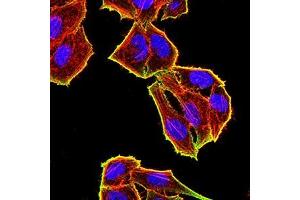 Immunofluorescence analysis of Hela cells using TET2 mouse mAb (green). (TET2 anticorps)