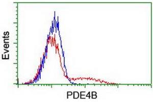 HEK293T cells transfected with either RC211956 overexpress plasmid (Red) or empty vector control plasmid (Blue) were immunostained by anti-PDE4B antibody (ABIN2454966), and then analyzed by flow cytometry. (PDE4B anticorps)