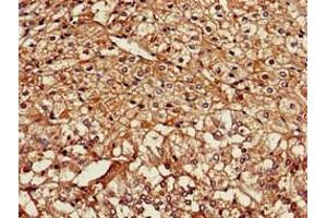 Immunohistochemistry of paraffin-embedded human adrenal gland tissue using ABIN7161410 at dilution of 1:100 (NPSR1 anticorps  (AA 1-52))
