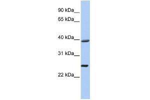 WB Suggested Anti-C12orf42 Antibody Titration: 0. (C12orf42 anticorps  (N-Term))