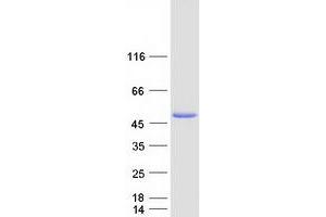 Validation with Western Blot