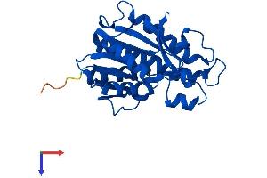 AlphaFold protein structure predicition of Mouse Recombinant Qdpr Protein, UniprotID Q8BVI4