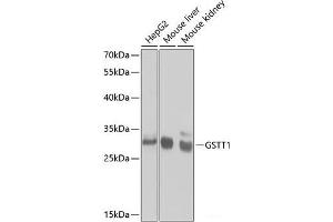 Western blot analysis of extracts of various cell lines using GSTT1 Polyclonal Antibody at dilution of 1:1000. (GSTT1 anticorps)