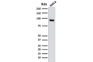 Western Blot Analysis of human HeLa cell lysate using TLE1 Mouse Monoclonal Antibody (TLE1/2062). (TLE1 anticorps  (AA 175-338))
