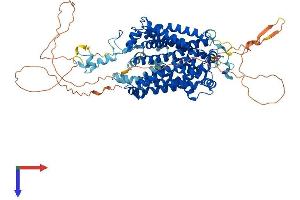 AlphaFold protein structure predicition of Mouse Recombinant Slc6a5 Protein, UniprotID Q761V0