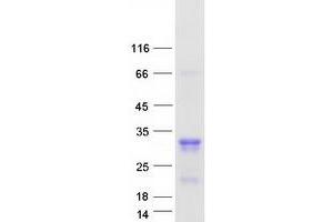 Validation with Western Blot (MED29 Protein (Myc-DYKDDDDK Tag))