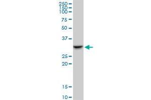 SMNDC1 MaxPab polyclonal antibody. (SMNDC1 anticorps  (AA 1-238))